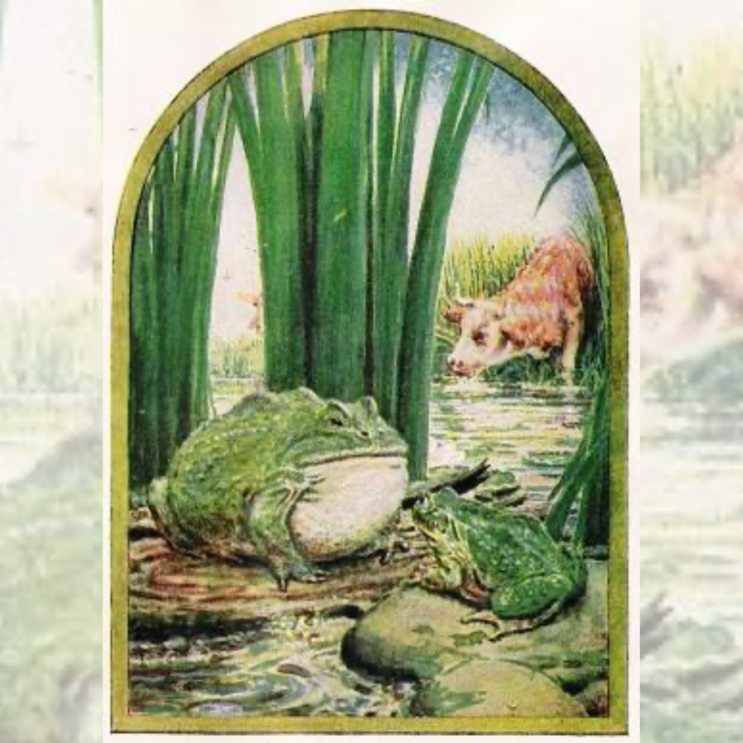 बेडूक आणि बैल