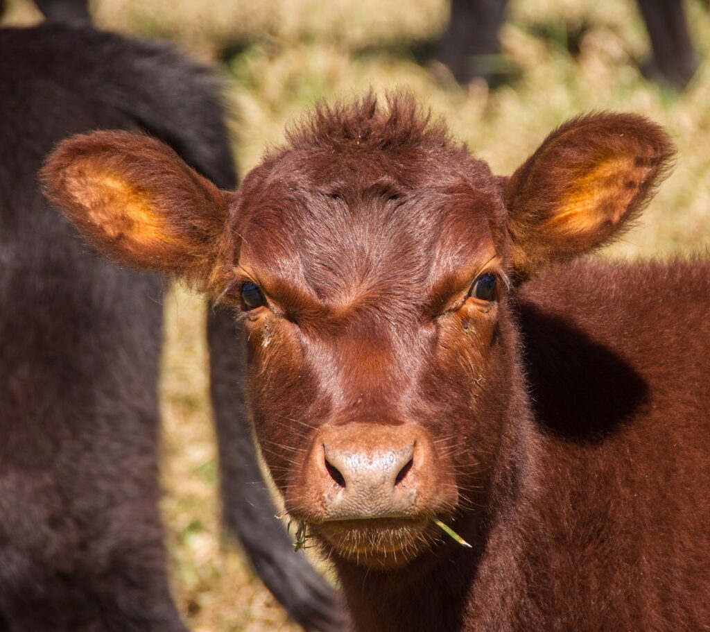 cow, calf, cattle