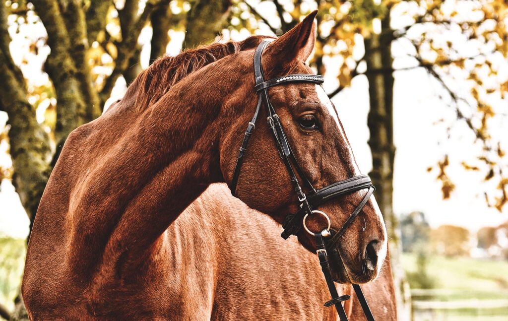 horse, brown, animal